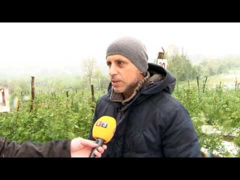 PRNJAVOR - VELIKI PROBLEMI ZA VOĆARE ZBOG SNIJEGA I VJETRA: ŠTETE NA MALINJACIMA 20. 04. 2017.