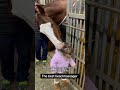 Some Friendships Don T Need Words Horse Horses Horsesoftiktok Horselovers Fyp Foryou Love