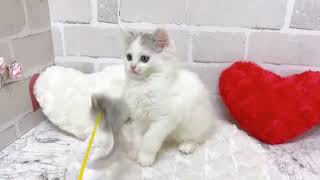 ラガマフィンの動画02