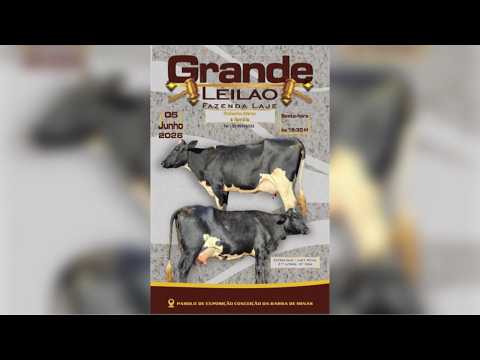 GRANDE LEILÃO FAZENDA LAJE - ROBERTO ABREU & FAMÍLIA - CONCEICÃO DA BARRA DE MINAS/MG - 05/06/26