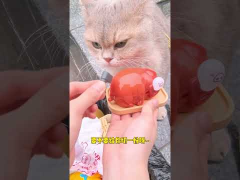 專門帶招財來富人區「撿垃圾」，這小區居然連垃圾堆都有寶貝#lucky #cat #萌寵 #cute #funny #shorts