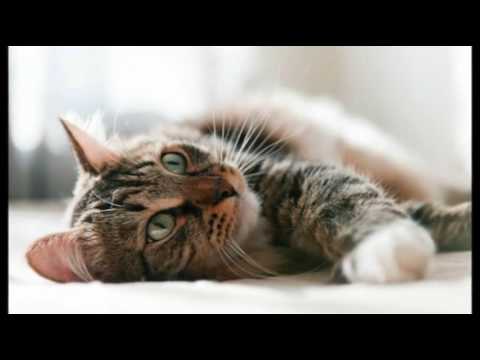 Intestinal Obstruction in Cats | Cat Care Tips