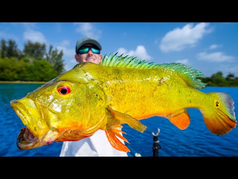 INVASIVE Fish Cannot be Stopped... Catch Clean Cook! Giant Peacock Bass