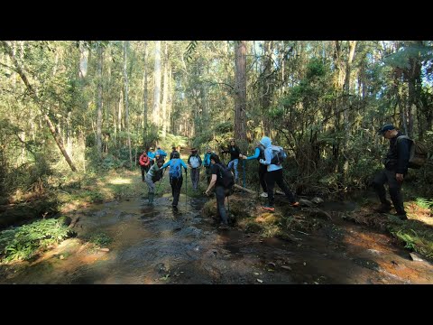 Trails in Nature: Ecopedagogy of Care