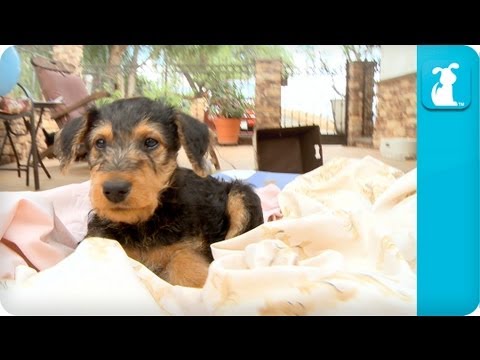 download lagu mp3 mp4 Airedale Terrier Puppy, download lagu Airedale Terrier Puppy gratis, unduh video klip Airedale Terrier Puppy