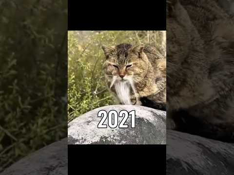 The Most Legendary Cat Memes (Then Vs Now) 😭💔