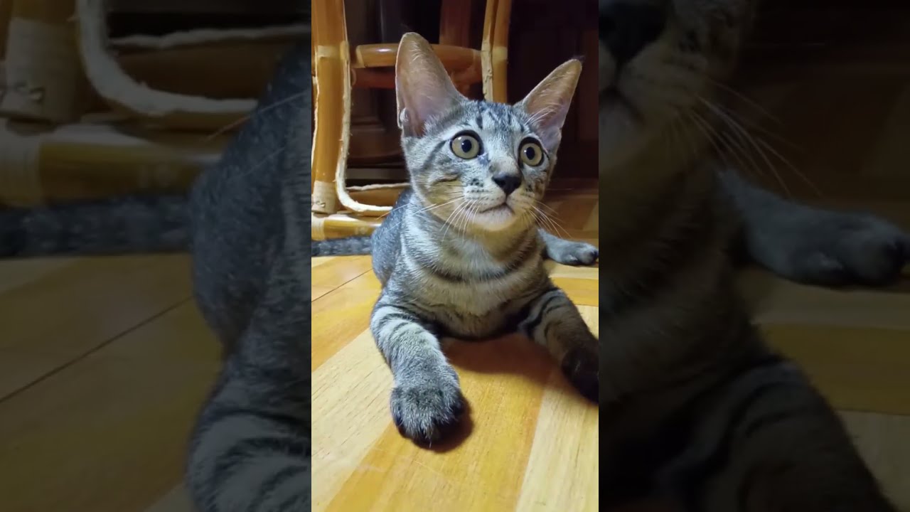 おばあちゃん家の猫
