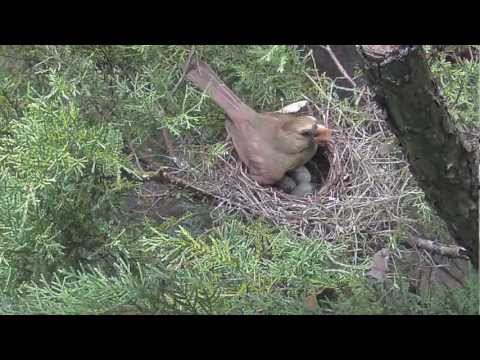 The Cardinal Trailer - GoPro Hero2 HD Time Lapse