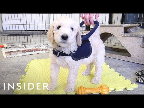 Funny dog videos - Guide Dog