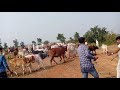 Dipawali Aadiwasi Ritirivaz Se Dipawali
