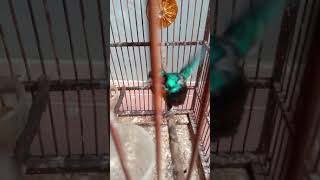 Download lagu Kolibri wulung rasa kenari. mp3 Download lagu Kolibri wulung rasa kenari. mp3