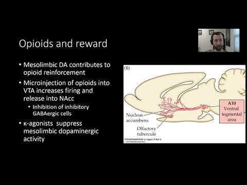 PSY305: Opioids and the Mesolimbic Dopamine System