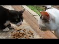 Tuxedo Cat Growling Don T Want Disturbed While Eating