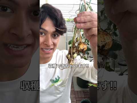 シーバックソーンの収穫:プロのコツ 植物