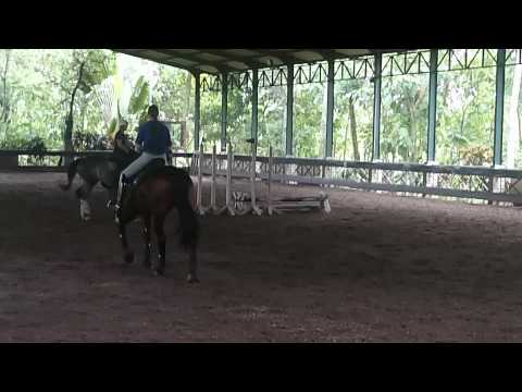 3,5 yo Stallion by Zirocco Blue