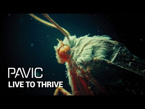 Pavic - Live To Thrive (Official Video)