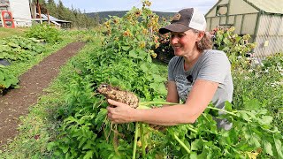600 lb Garden Harvest | Potatoes, Squash & Parsnips