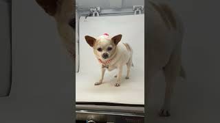 Video preview image #1 Chihuahua Puppy For Sale in Benton, LA, USA