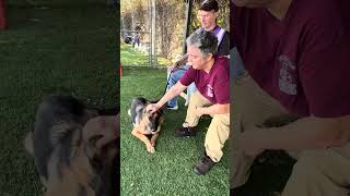 Video preview image #1 German Shepherd Dog Puppy For Sale in Pasadena, CA, USA