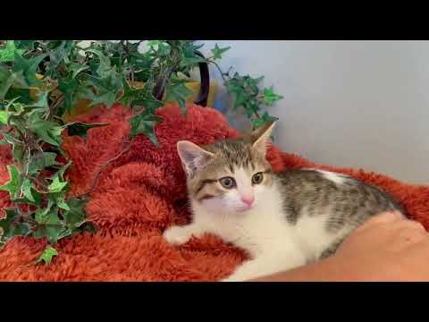 Video of adoptable pet named Jaina