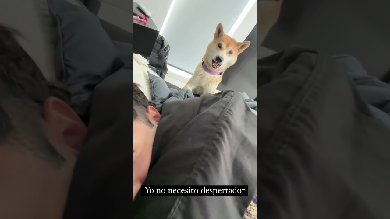 EL DESPERTADOR DEL MAAU🐶😍 #maau #onecoin #fyp