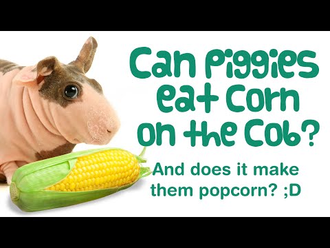 YouTube video about: Can guinea pigs eat canned corn?