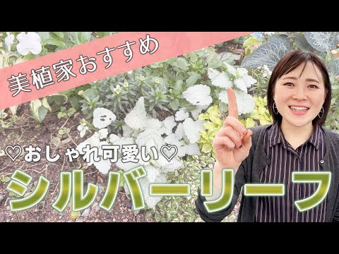 【美植家おすすめ】おしゃれで可愛い♡シルバーリーフ6選♪