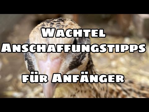 Anschaffung Legewachteln / Wachtelanfängertipps #2