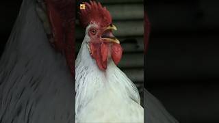 Rooster Sounds | Nature’s Loudest Alarm
