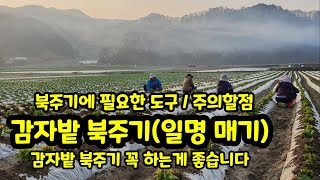 감자 북주기 감자밭 매기 감자 재배시 꼭 해야 할 일 [감자재배기술]