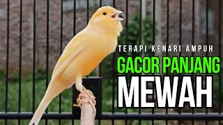 Download lagu TeMasteran Kenari Roll Panjang Jernih Pancingan Agar Kenari Cepat Buka Paruh Ngerol Panjang !! mp3