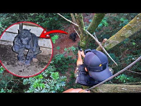 WE ATTENTION TO THE WEREWOLF ON TOP OF THE TREE