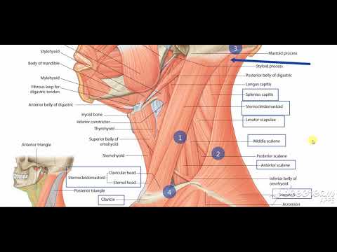 Posterior triangle floor