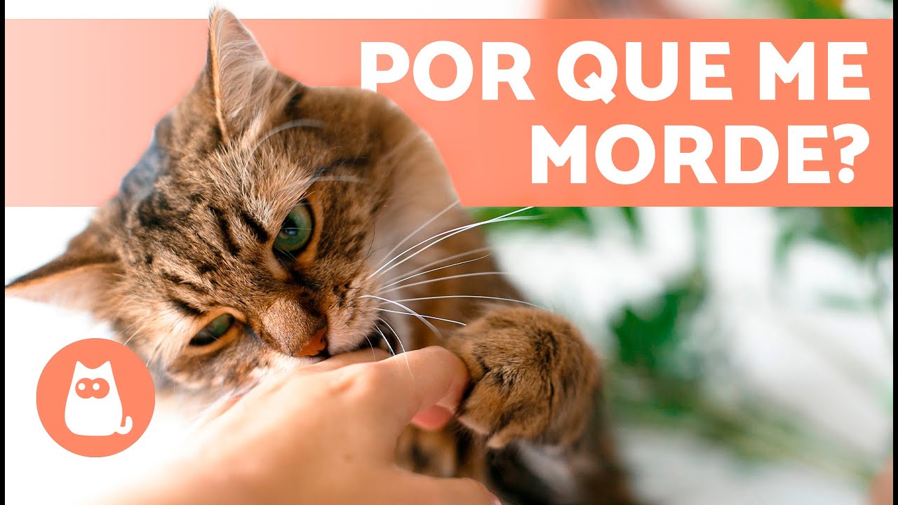Por que meu GATO me dá MORDIDINHAS? 🐱 (6 Motivos)