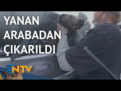 @NTV Köpeğin sahibiyle buluştuğu anlar