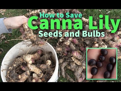 How to Save Canna Lily Seeds and Bulbs