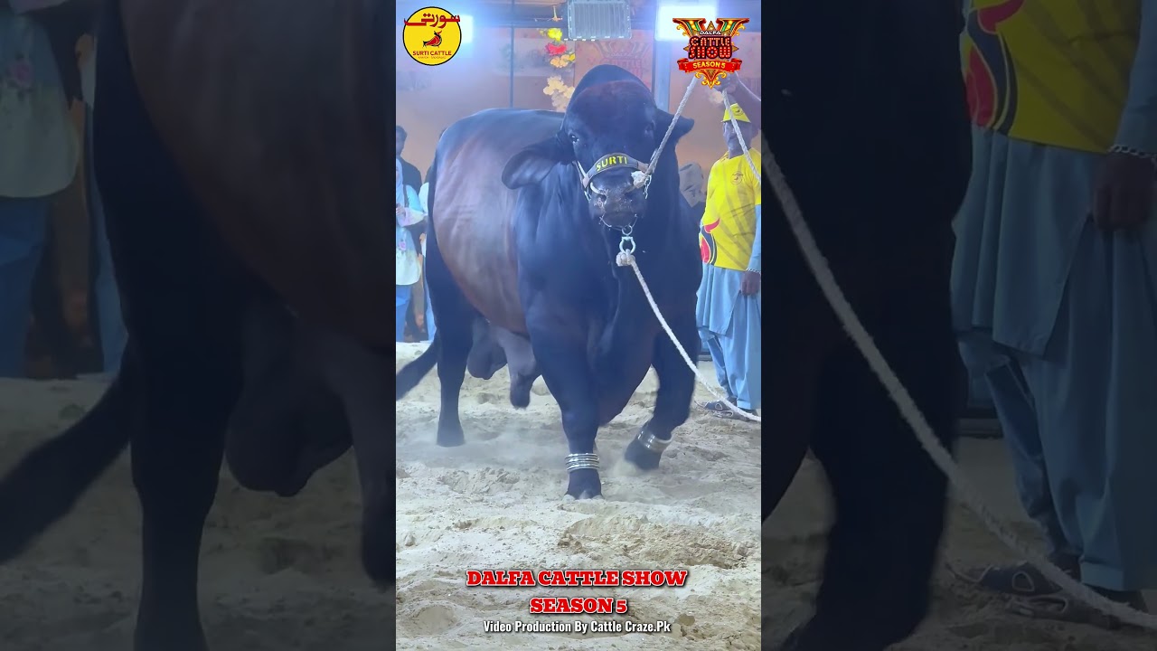 Surti Giant Beauty at Dalfa