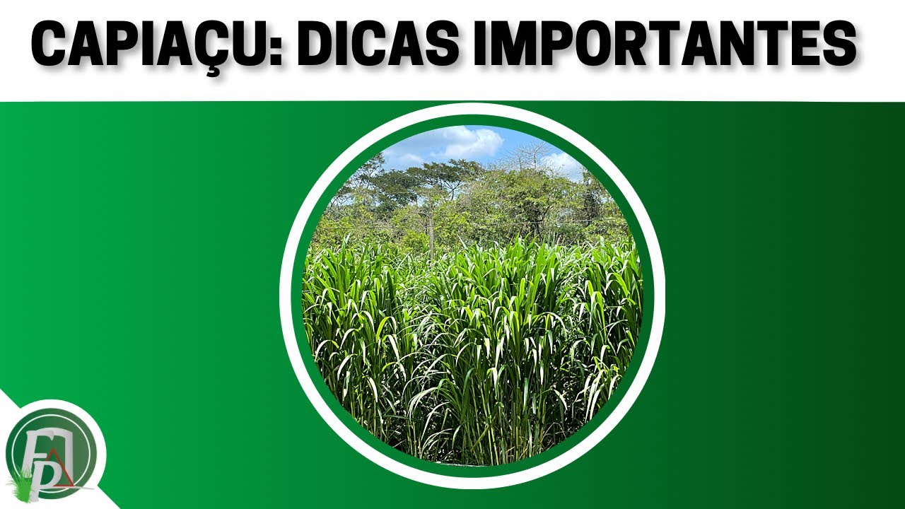 BRS CAPIAÇU: DICAS IMPORTANTES