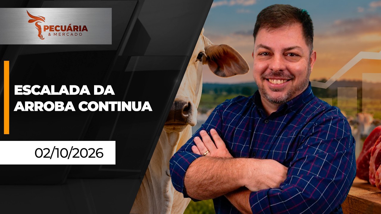 Arroba futura do boi deveria ser de R$470 para estimular oferta no primeiro trimestre de 2027...