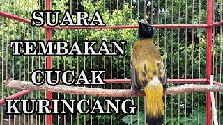 Download lagu SUARA TEMBAKAN CUCAK KURINCANG UNTUK PANCINGAN mp3 Download lagu SUARA TEMBAKAN CUCAK KURINCANG UNTUK PANCINGAN mp3
