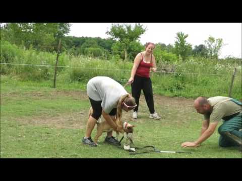 Easy Sativa and Endless Sky first training in dogschool