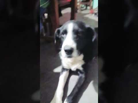 No me importa #casagrande #perros #miradacanina #cordoba