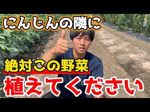 ニンジンの隣に何を植えますか?その理由は何ですか?  庭園