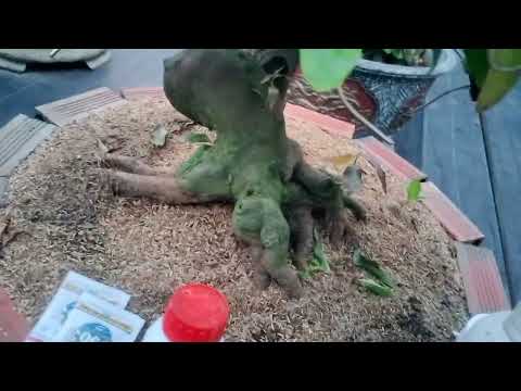 Đầu T4 âm lịch ,Phân thuốc tưới gốc kết hợp phun lá ngừa sâu, bọ trĩ nấm bệnh trên cây mai vàng.