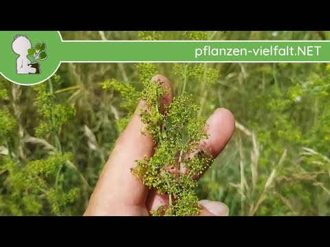 Echtes Labkraut - Unfreife Früchte - 31.05.18 (Galium verum) - Essbare Wildpflanzen bestimmen