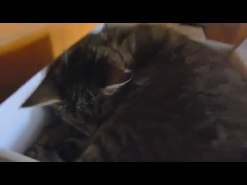 Lazy cat in a box
