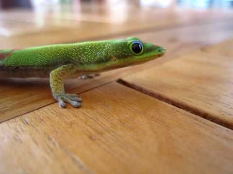 Hawaii Gecko Licks its Eye!