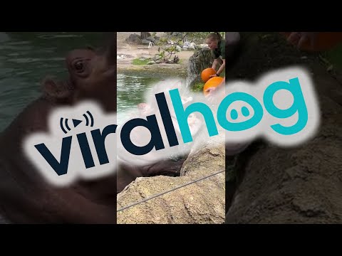 , title : 'Hungry Hippos Enjoy Pumpkin Treats || ViralHog'