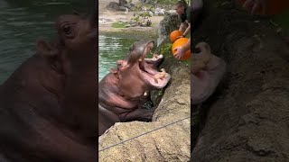 Hungry Hippos Enjoy Pumpkin Treats || ViralHog
