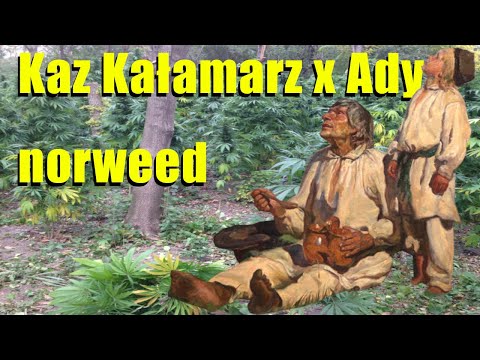 Kaz Kałamarz x Ady - norweed